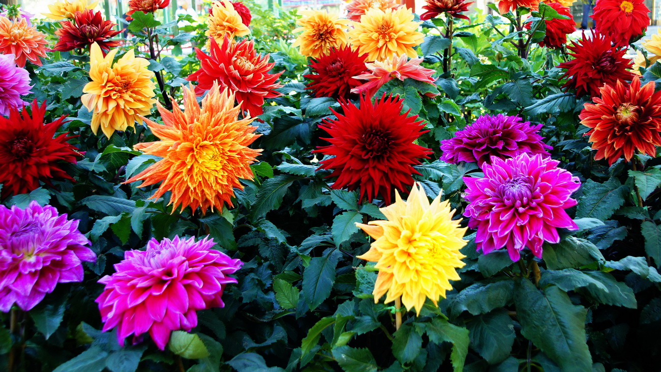 五月开花菊花的养护,又好养又好看的彩色菊花