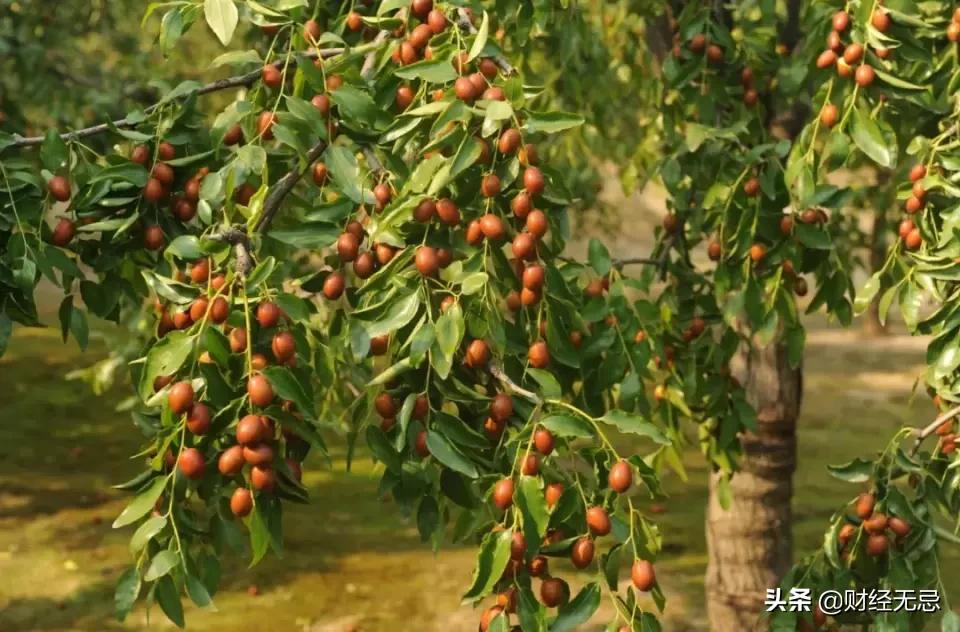 “枣”年爆红的好想你，如何让人再次想起？