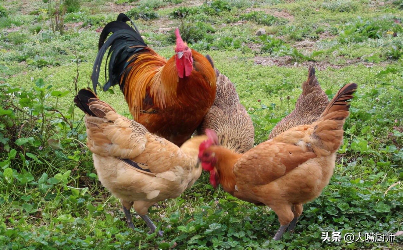 怎么辨别买的鸡是活鸡还是死鸡,买活鸡还是白条鸡好