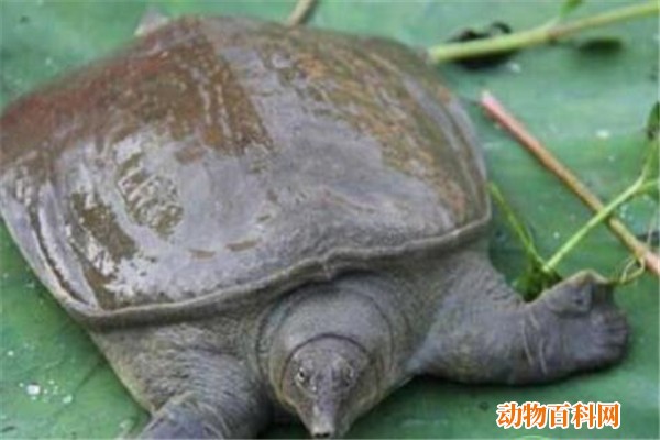 鳖怎么吃,鳖怎样吃