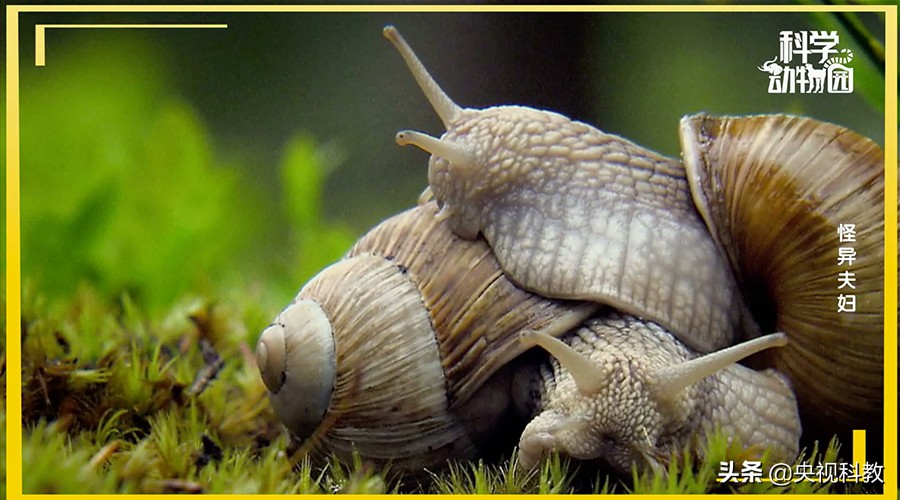 澶ц穼鐪奸暅,澶ц穼鐪奸暅鍜屽嚭涔庢剰鏂欑殑鍖哄埆