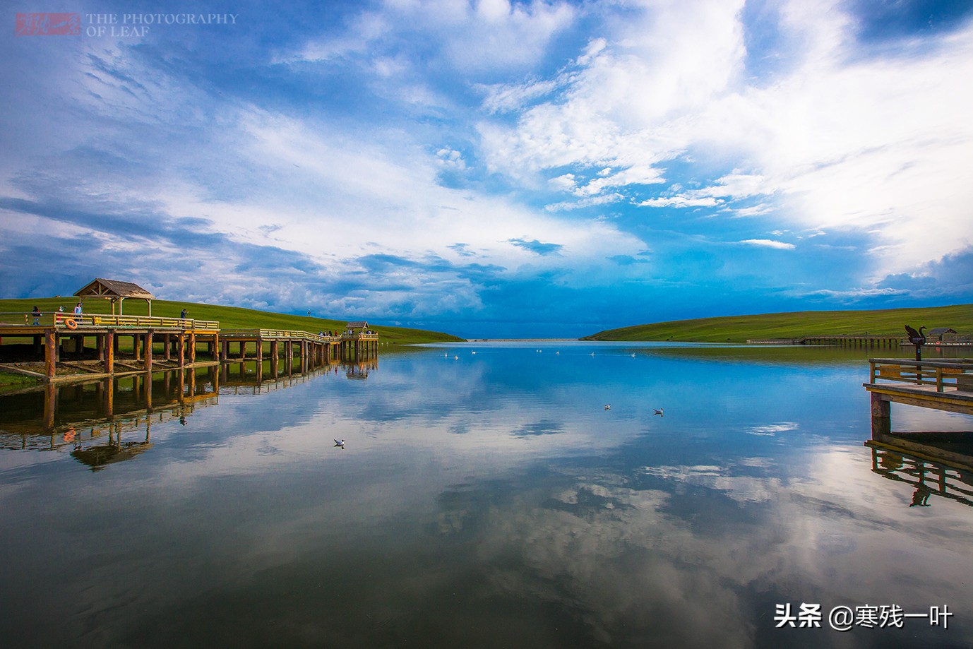 自驾*疆新**，路上撞到一只羊该怎么办？这位小哥的举动给我上了一课