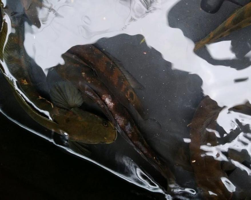 野河钓鱼被人承包被驱赶后续,河道都被罗非鱼入侵