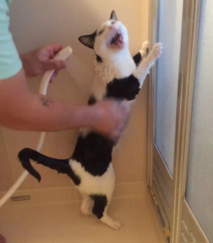 冬天给猫咪洗澡会不会感冒,猫咪冬天洗澡会感冒吗