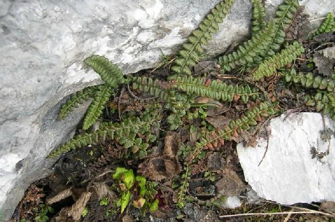 中华人民共和国野生植物保护名录,濒危保护植物名录药用植物多少种