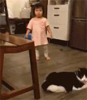 奶牛猫就是神经猫,奶牛猫不是一般的淘气