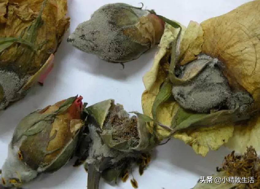 月季花是“药罐子”,常见10种病虫害,预防第一,救治第二