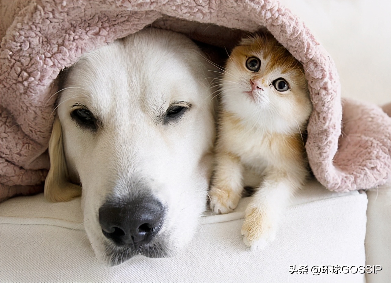 苏格兰与折耳猫,苏格兰折耳猫和折耳猫