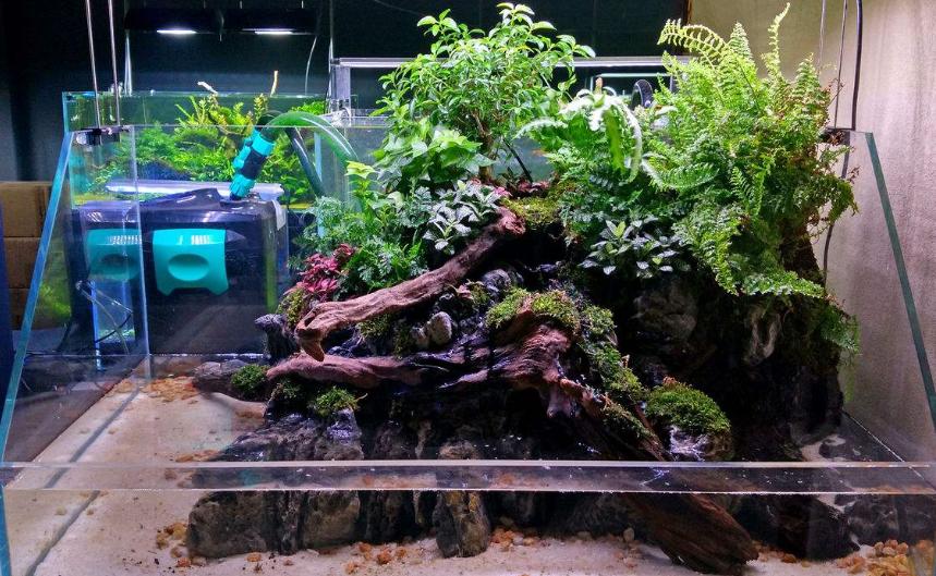 黄头龟在鱼缸里怎么晒背,鱼缸养黄头龟可以不晒台吗