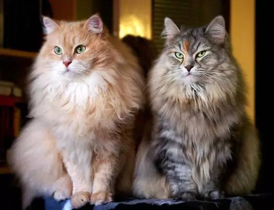 世界最罕见的十个杂交动物,不忍直视世界罕见的十大变异动物