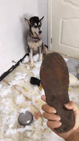 为什么现在年轻人喜欢养猫,当代年轻人不养孩子养猫