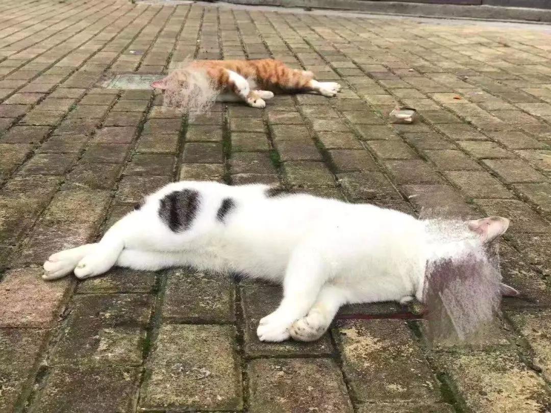 猫咪傲娇，为什么那么多人养？喜欢猫的18个理由，每个都无法反驳