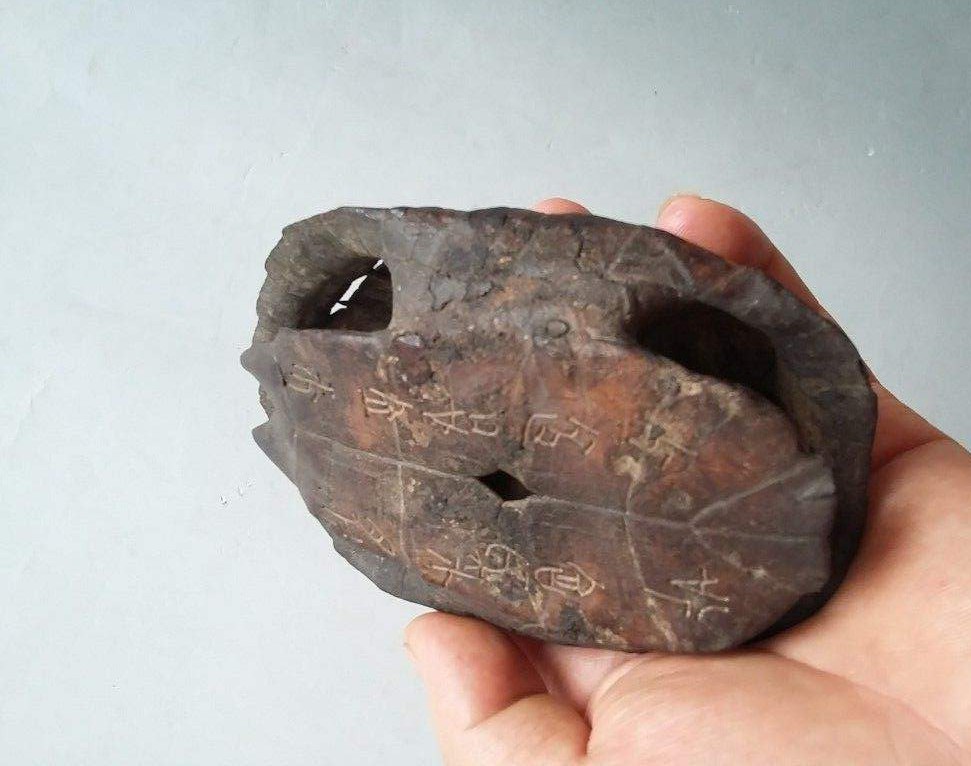 洪水侵袭,湖北荆门稻田里乌龟密密麻麻,当地老乡:发财了