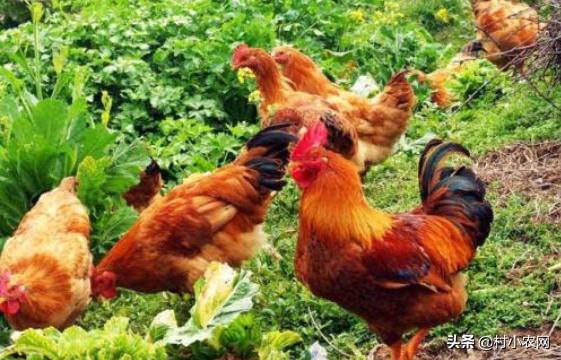 养鸡的利润与成本真实科普,现在养鸡的成本和利润是多少