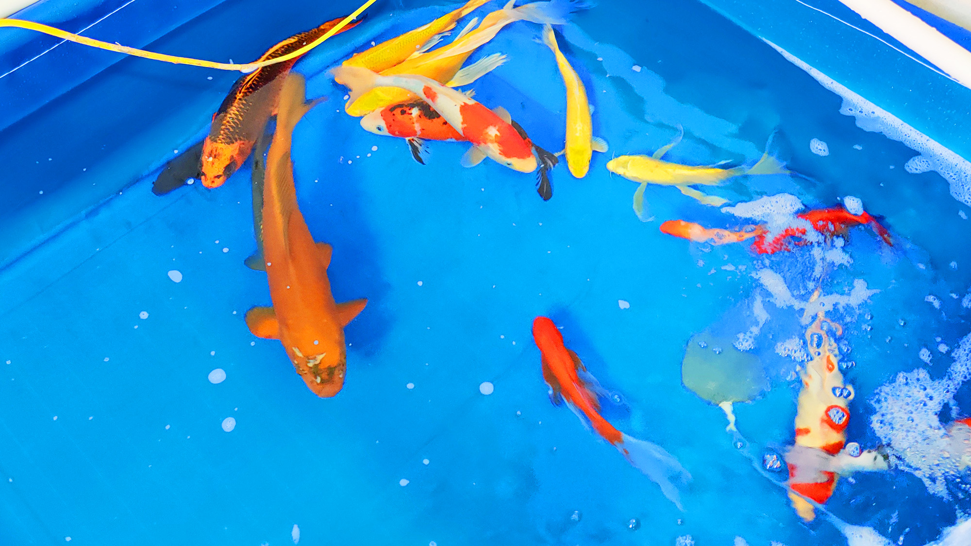 免换水小鱼缸真实测评,免清洗鱼缸靠谱么