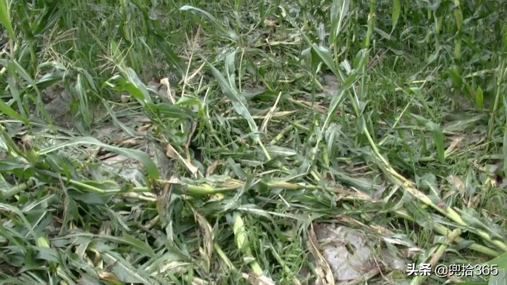 贵州男子为保护庄稼,在玉米地里设置了一个陷阱,结果摊上事了