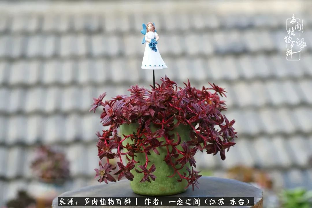 对多肉植物的爱心寄语,赏兰花感言