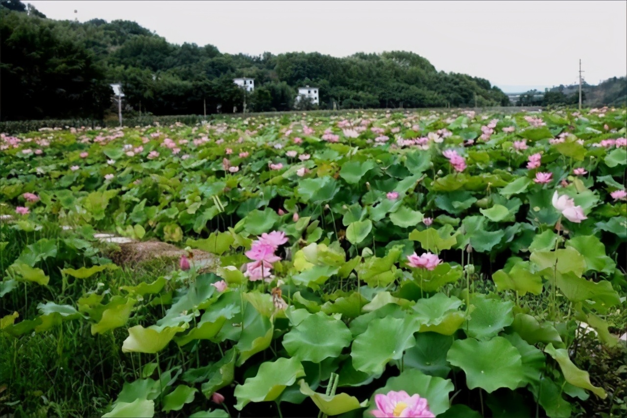 徽州避暑亲子游,歙县徽州风景
