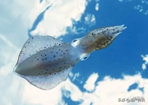 春节必买的海鲜,一年四季海鲜怎么选