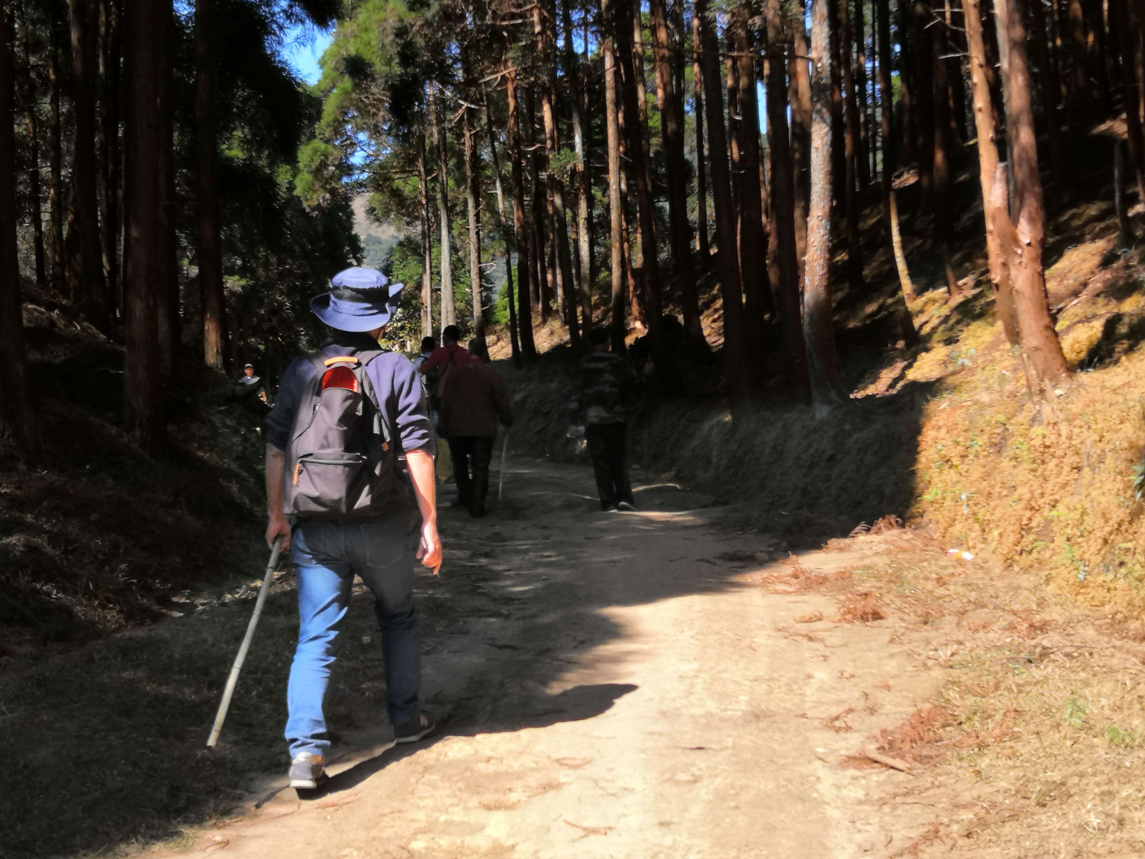 广西桉树之谜,广西摇钱树桉树