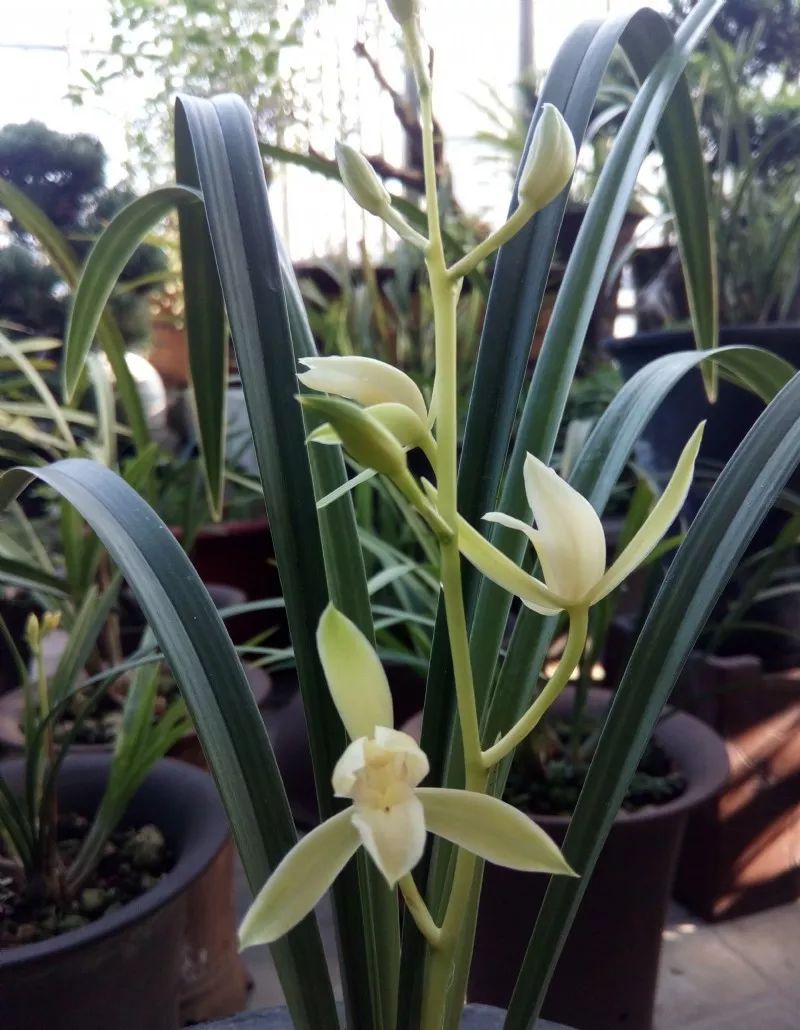 兰花的种植方法如何使其多开花,兰花开花季节可以种兰花吗