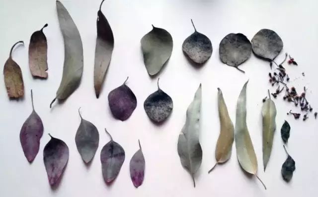 花店用的尤加利是什么品种,尤加利有几种