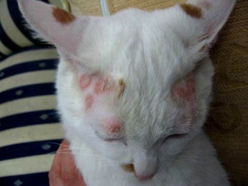 辟谣猫咪弓形虫,猫癣结痂了以后还会具有传染性吗