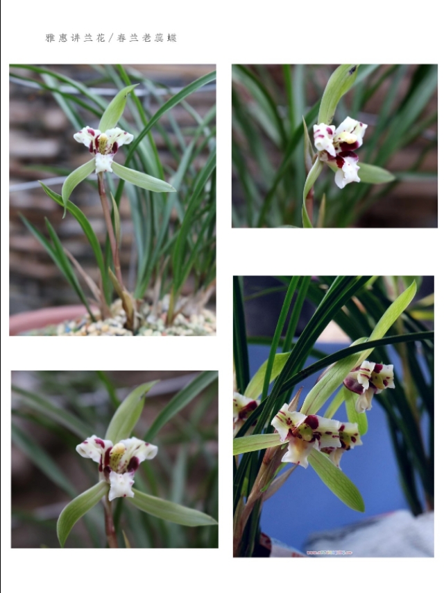 春兰入门级品种介绍：大富贵、环球荷鼎、端秀荷、余蝴蝶等等