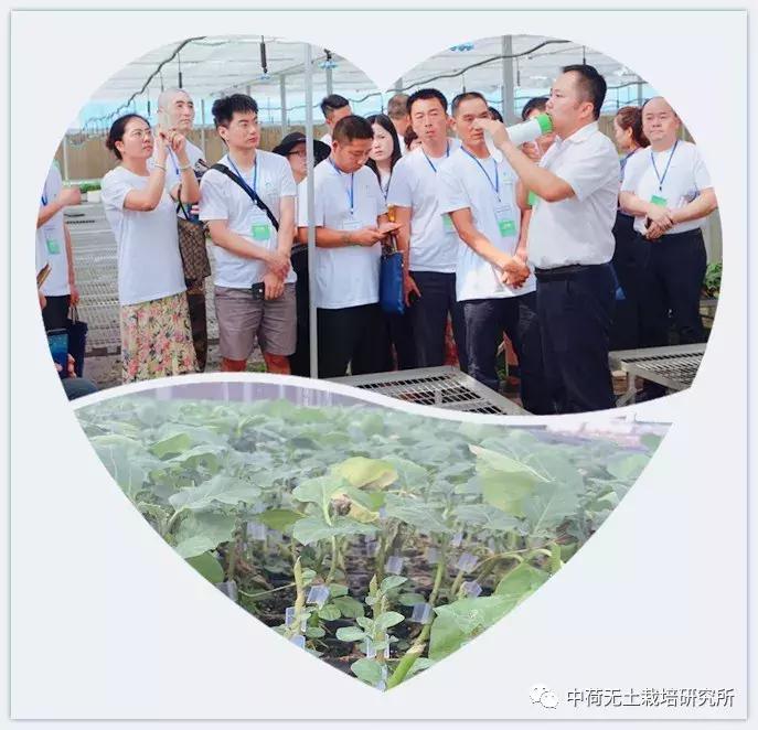 寿光无土栽培蔬菜技术培训书,寿光蔬菜无土栽培培训班