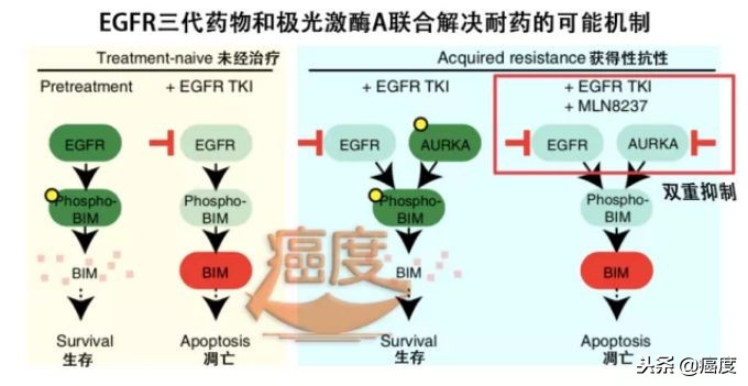 抗肿瘤靶向药物egfr,egfr靶向药物易瑞沙