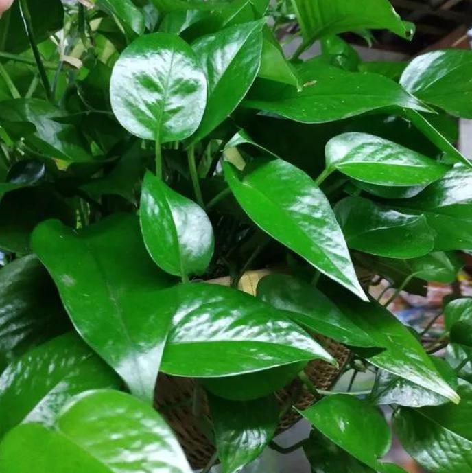 吊兰长疯了是什么原因,绿萝吊兰浇水技巧