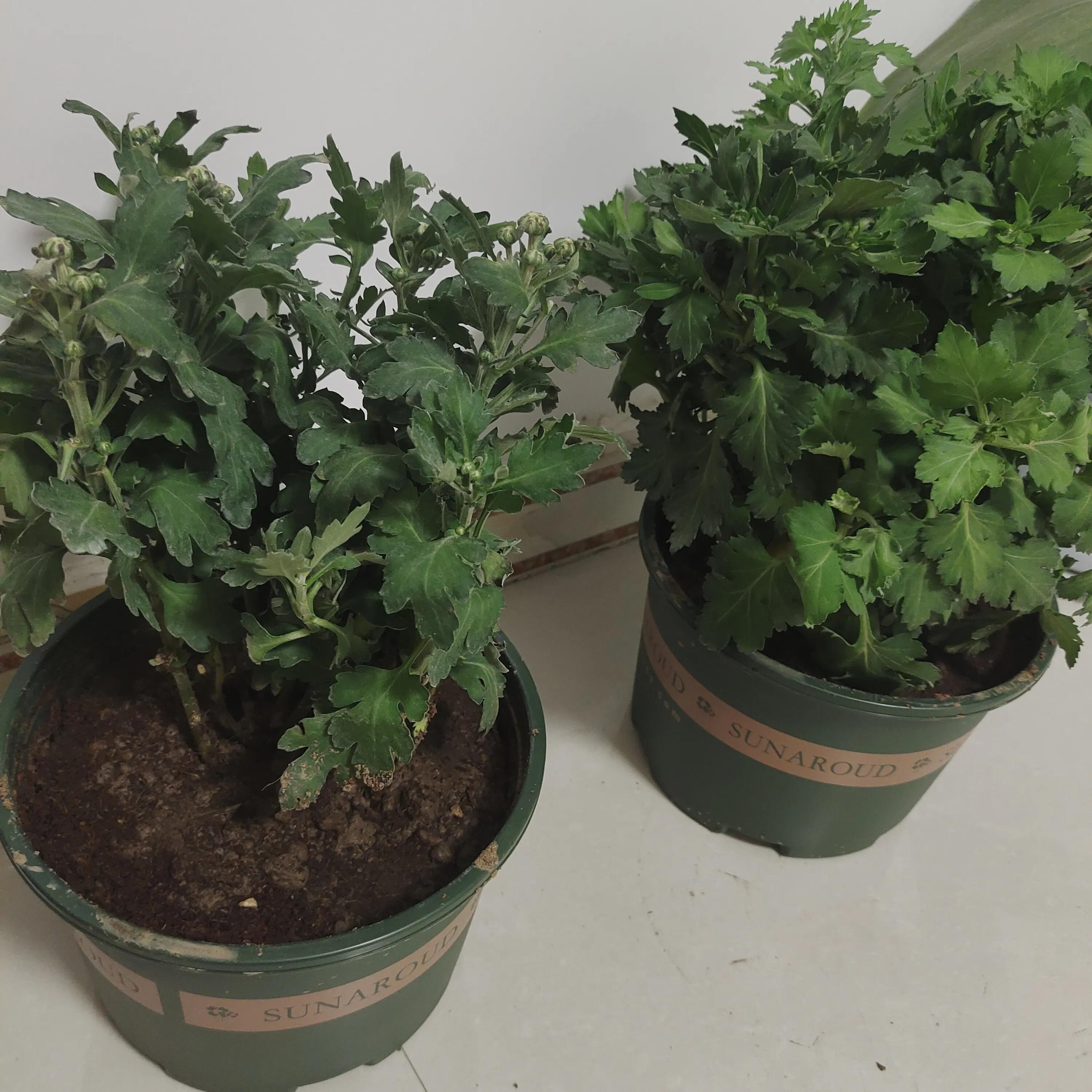 菊花苗怎样种植成活率高,拼多多上买的菊花种子是真的