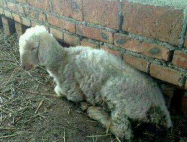 羊拉肚子拉稀水最快办法,羊拉稀怎么治最快恢复