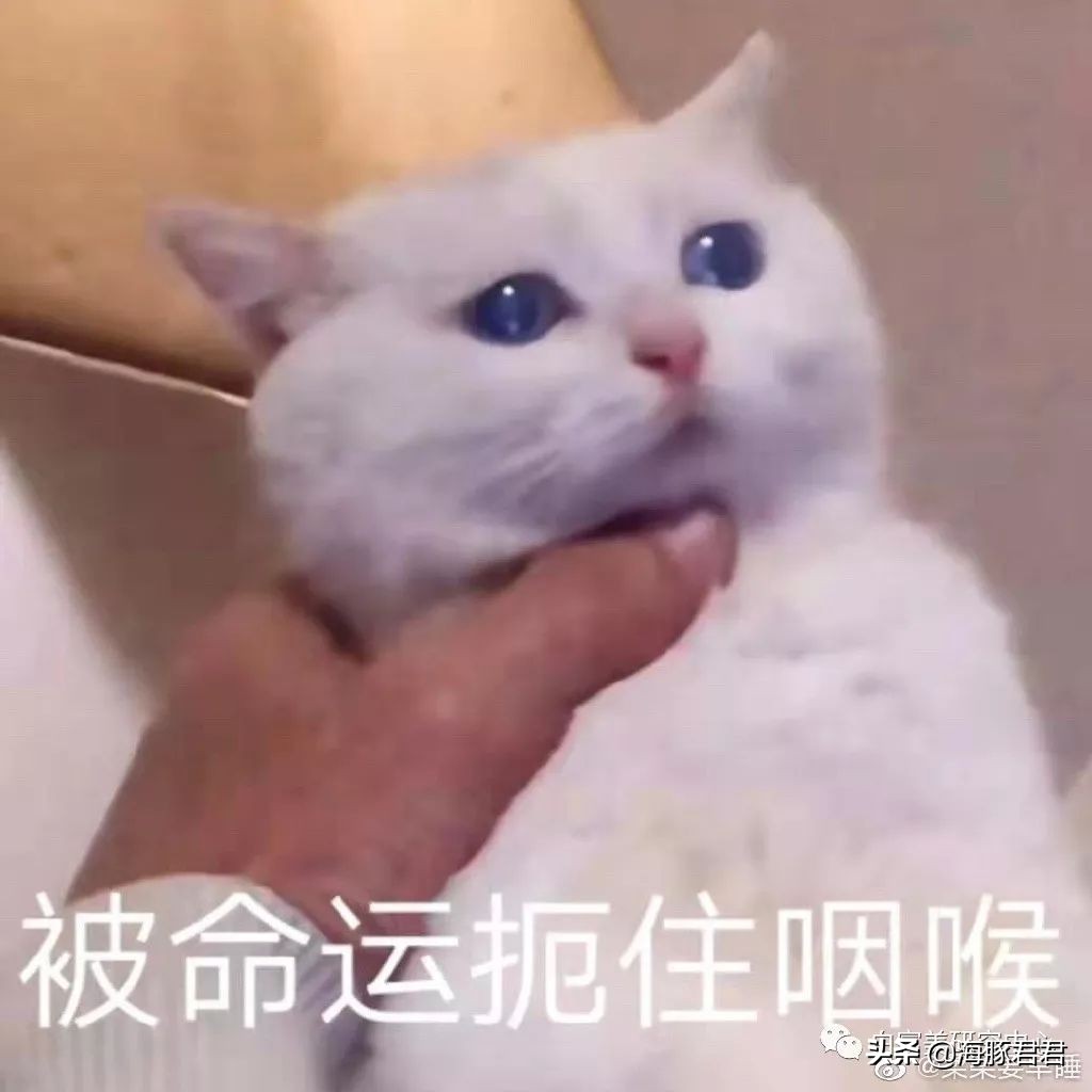 北京小公主靠吸猫血成百万大V，直播整容、大照骗、2年养死3只猫