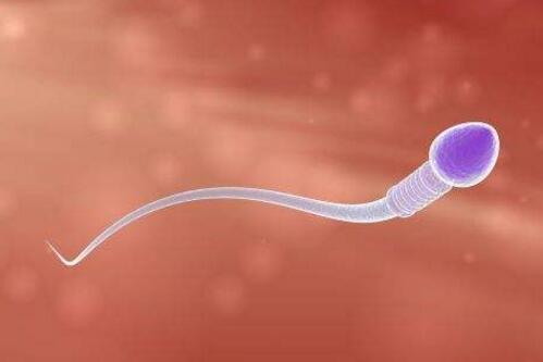 精子少精子弱怎么办,精子少精弱吃什么药最好