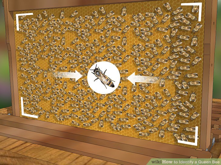 土养蜜蜂换王怎样方便找到蜂王,蜜蜂二十多只带一个蜂王怎么养殖