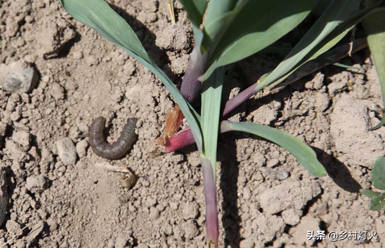 种花生如何应对地老虎,花生地老虎用什么药打