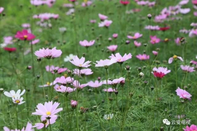 云雾山旅游区景点,美丽云雾山旅游攻略