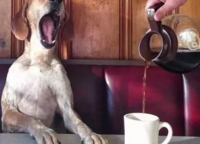 狗狗超喜欢的几种食物其实有剧毒,狗狗喜欢吃的宠物零食