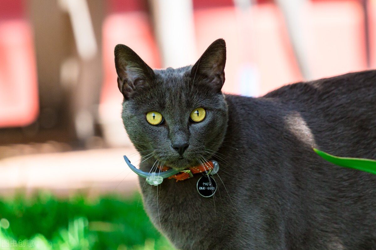 猫咪掉毛严重是不是起猫癣了,猫咪起猫癣怎么治