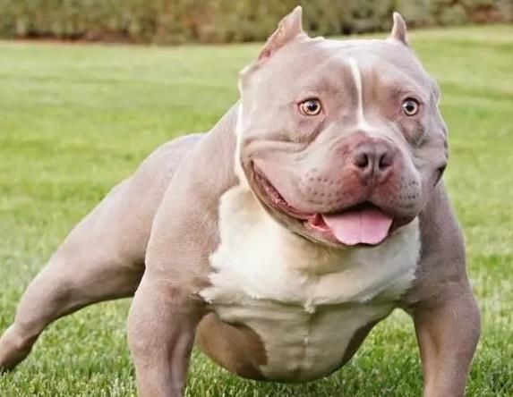 城市里禁止养哪些犬,城市里应不应该养狗