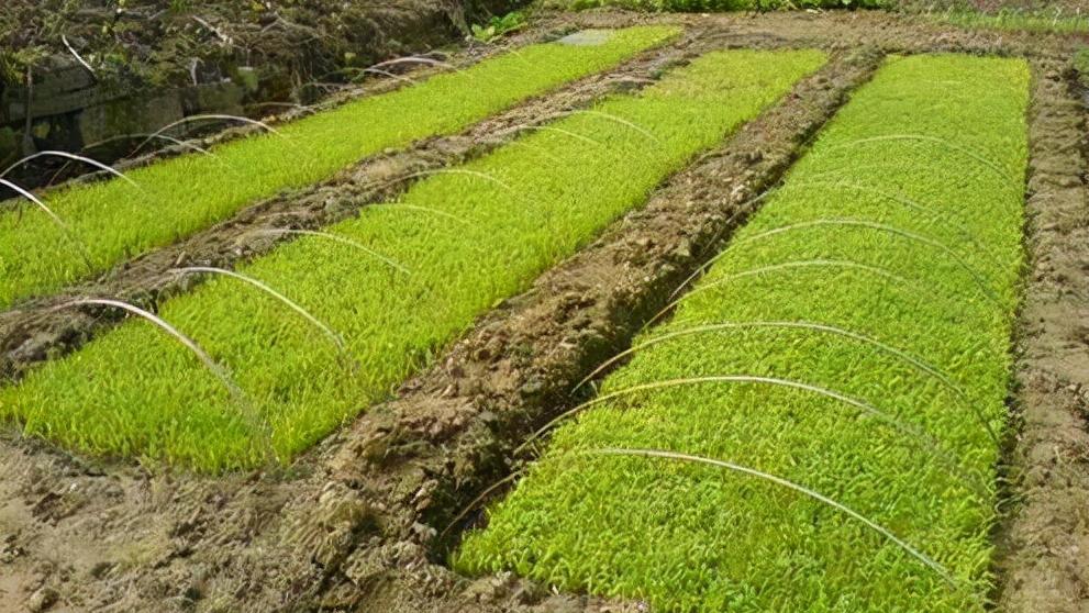 作物发生肥害第几天最严重,作物肥害症状图解