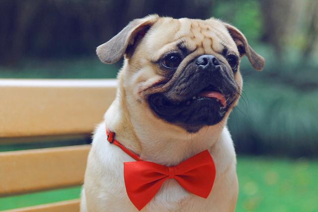 巴哥犬气味大怎么处理,巴哥犬特别臭怎么办