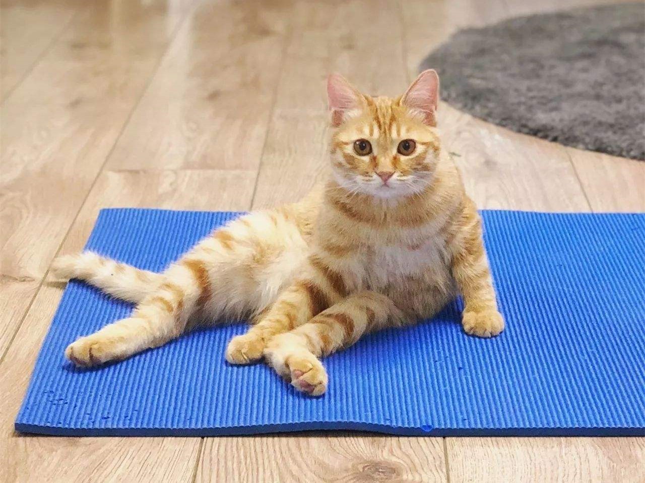 猫咪犯错它知道吗,猫咪犯错的6个表现