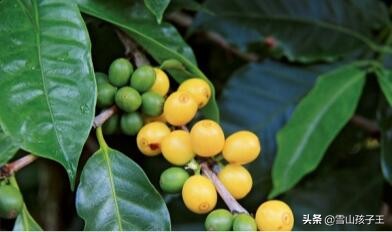 咖啡的三大品种及其特点,常见的咖啡品种有哪些