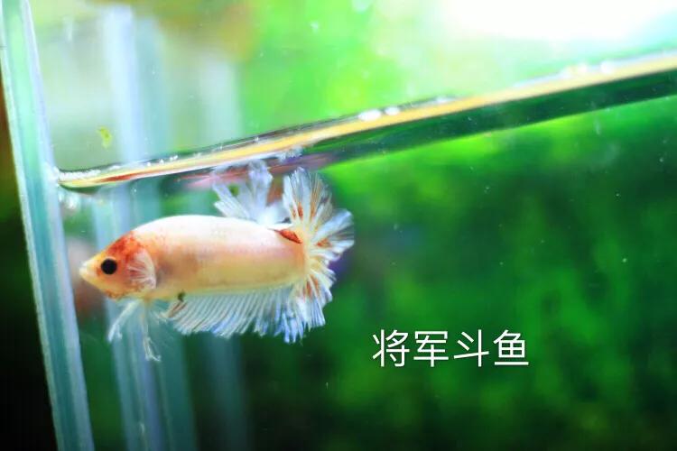 斗鱼历程,斗鱼总结