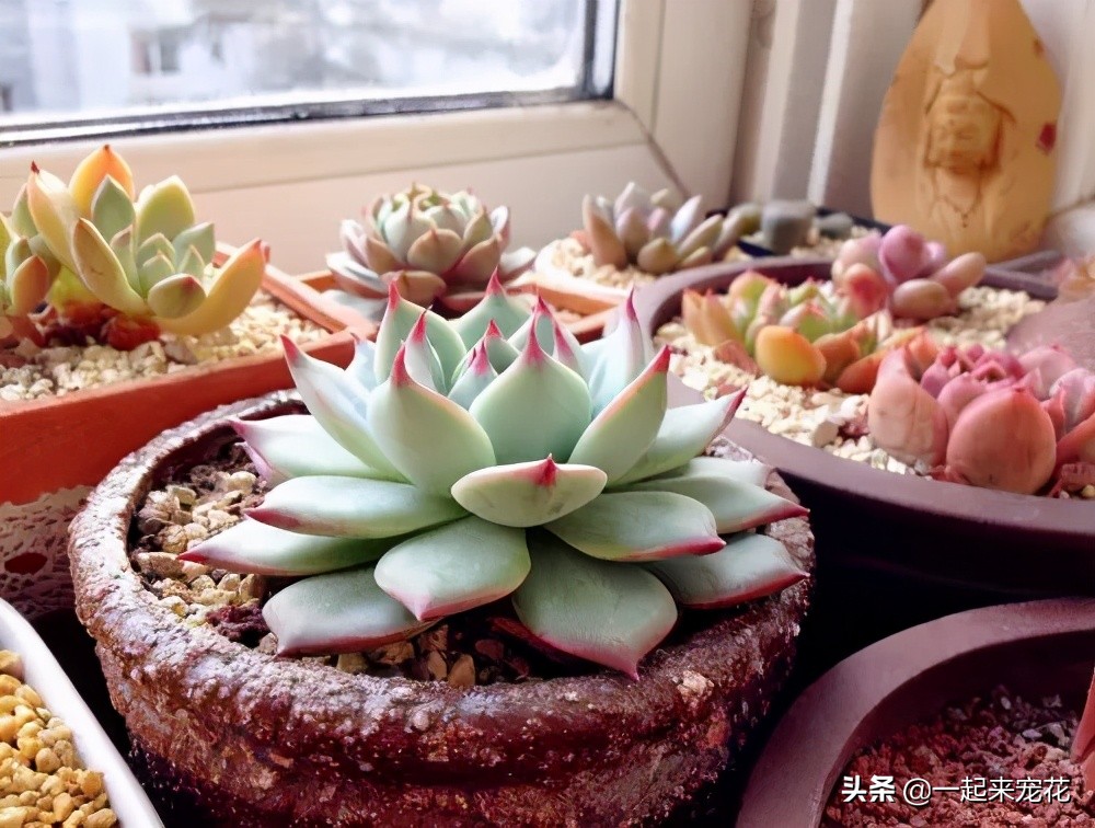 吉娃娃能不能叶插,吉娃娃侧芽多大可以扦插