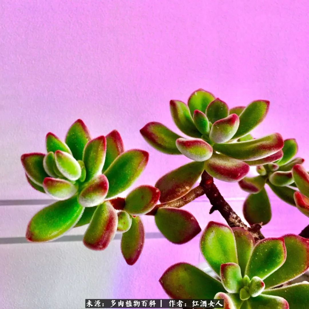 记录走过的美景留下美好的回忆,记录走过的每一段美好时光