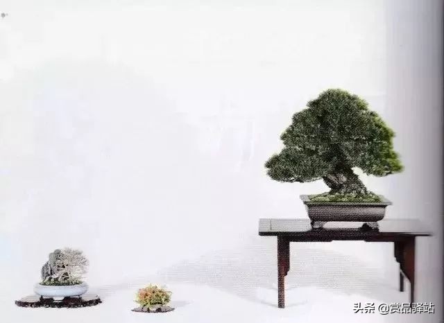 黑松盆景寓意 (黑松盆景风水)