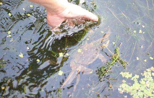 吃阳澄湖大闸蟹地方,吃阳澄湖大闸蟹的最佳地方在哪
